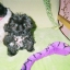 4cutedogs
